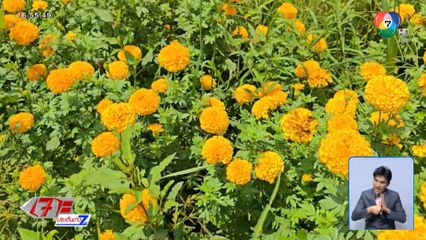 ทุกข์ชาวนา ปลูกดาวเรืองก็เจ๊ง