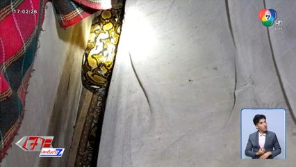 งูเหลือม กินแมวจนอิ่ม แล้วนอนข้างเจ้าของ