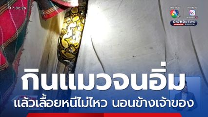 งูเหลือม กินแมวจนอิ่ม แล้วนอนข้างเจ้าของ