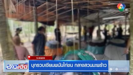 บุกรวบเซียนพนันไก่ชน กลางสวนมะพร้าว