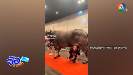 ฮือฮา ลอดท้องเจ้า คิงคอง น้องควายยักษ์ใหญ่ที่สุดในโลก