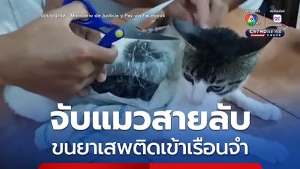 จับแมวสายลับ ขนยาเสพติดเข้าเรือนจำ คอสตาริกา