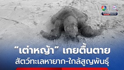 สุดสลด ! “เต่าหญ้า” สัตว์ทะเลใกล้สูญพันธุ์ เกยตื้นตายบนชายหาดในอุทยานแห่งชาติสิรินาถ 