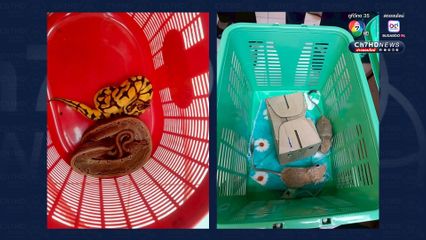 ลักลอบส่งออกสัตว์น้ำเถื่อน ณ ท่าอากาศยานสุวรรณภูมิ