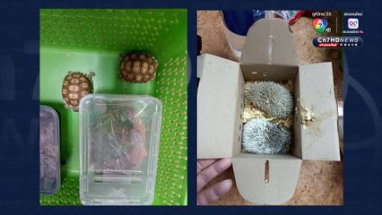 ลักลอบส่งออกสัตว์น้ำเถื่อน ณ ท่าอากาศยานสุวรรณภูมิ