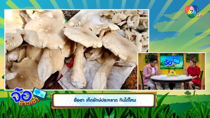 ฮือฮา เห็ดยักษ์ประหลาด กินได้ไหม