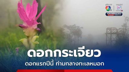 ดอกกระเจียวดอกแรกปีนี้ ชูช่อโบกสะบัดแล้ว ภายในป่าหินงามท่ามกลางทะเลหมอก