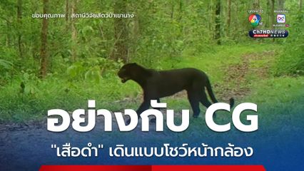 อย่างกับ CG “เสือดำ” เดินแบบโชว์หน้ากล้อง