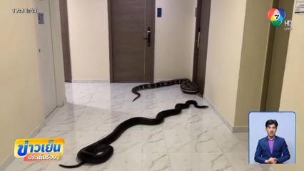 ขนลุก! ปล่อยงูแก้เผ็ดเพื่อนบ้าน