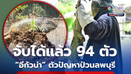 จับได้แล้ว 94 ตัว “อีกัวน่า” แพร่ระบาดในลพบุรี ทำร้ายพืชผลเกษตรของชาวบ้าน