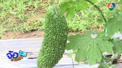 รู้หรือยัง ? มะระขี้นก แก้โรคเบาหวานได้