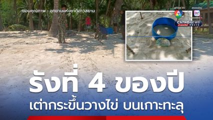 รังที่ 4 ของปี เต่ากระขึ้นวางไข่ บนเกาะทะลุ