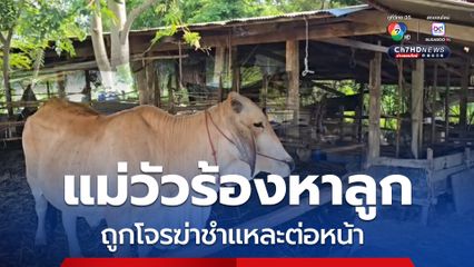 ล่าโจรขโมยลูกวัวชำแหละหน้าคอก แม่วัวร้องหาสุดเวทนา
