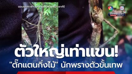 ตัวใหญ่เท่าแขน "ตั๊กแตนกิ่งไม้" นักพรางตัวขั้นเทพ