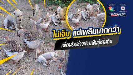 เอ็นดูสัตว์เลี้ยง น้องหมากับห่าน เพื่อนรักต่างสายพันธุ์ ยอมให้ห่านรุมทิ้งจิกงับ ไม่เจ็บแต่เพลินมากกว่า