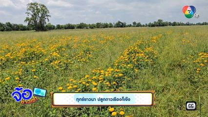 ทุกข์ชาวนา ปลูกดาวเรืองก็เจ๊ง