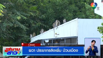 ผวา ประชากรลิงบนเขาคอหงส์เพิ่ม ป่วนเมือง นิสัยดุร้าย แยกเขี้ยวขู่