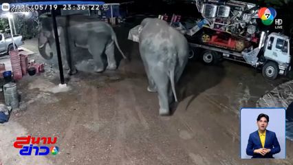 ช้าง 2 ตัว หิวโซ บุกบ้านกินมะม่วง จ.ฉะเชิงเทรา