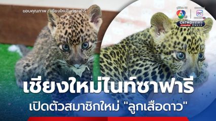 เชียงใหม่ไนท์ซาฟารี  เปิดตัวสมาชิกใหม่น้องแผ่นดิน "ลูกเสือดาว" สุดแสนน่ารัก