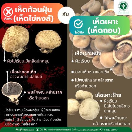 ฤดูฝนเพิ่งเริ่มต้น ชัยภูมิกินเห็ดพิษป่วยแล้ว 4 คน