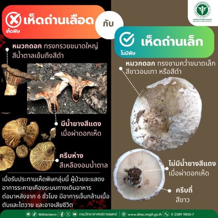 ฤดูฝนเพิ่งเริ่มต้น ชัยภูมิกินเห็ดพิษป่วยแล้ว 4 คน