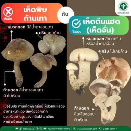 ฤดูฝนเพิ่งเริ่มต้น ชัยภูมิกินเห็ดพิษป่วยแล้ว 4 คน