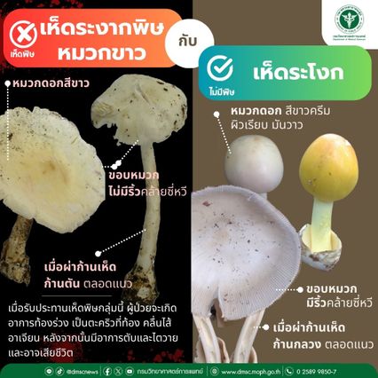 ฤดูฝนเพิ่งเริ่มต้น ชัยภูมิกินเห็ดพิษป่วยแล้ว 4 คน