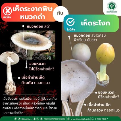 ฤดูฝนเพิ่งเริ่มต้น ชัยภูมิกินเห็ดพิษป่วยแล้ว 4 คน