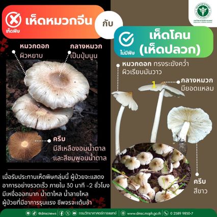 ฤดูฝนเพิ่งเริ่มต้น ชัยภูมิกินเห็ดพิษป่วยแล้ว 4 คน