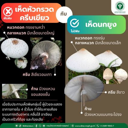 ฤดูฝนเพิ่งเริ่มต้น ชัยภูมิกินเห็ดพิษป่วยแล้ว 4 คน