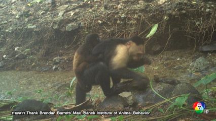 นักวิจัยงง ลิงคาปูชินขโมยลูกลิงฮาวเลอร์มาเกาะหลังเล่น