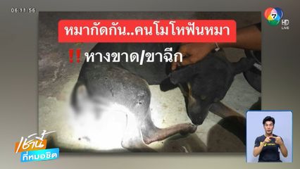 เวทนา สุนัขถูกยิงลูกดอกปักหัว