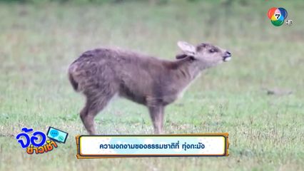 ความงดงามของธรรมชาติที่ ทุ่งกะมัง
