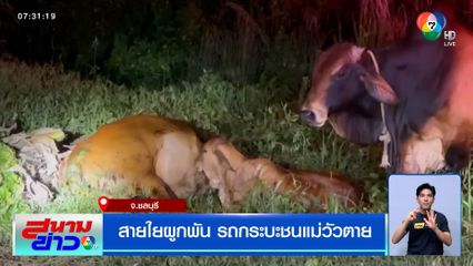 สายใยผูกพัน รถกระบะชนแม่วัวตาย วัวตัวผู้-ลูกวัว เฝ้าไม่ห่าง