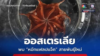 ออสเตรเลียพบ หมึกแฟลปแจ็ค สายพันธุ์ใหม่ ขณะสำรวจหุบผาใต้ทะเลลึก