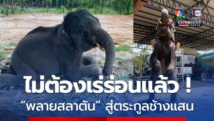 พลายสลาตัน ไม่ต้องเร่ร่อนแล้ว เตีรยมสู่ตระกูลช้างแสน