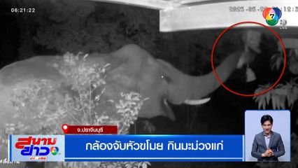 กล้องจับหัวขโมย กินมะม่วงแก่