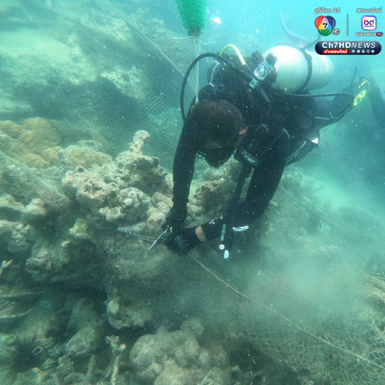 ปฏิบัติการกู้ชีพปะการัง เก็บกู้อวนผี รักษาบ้านสัตว์ทะเล