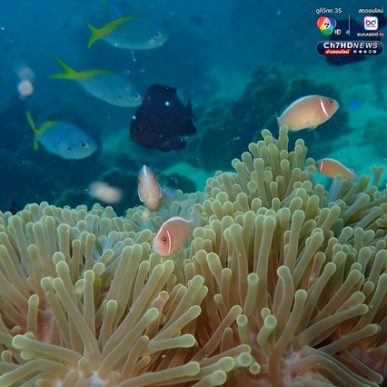 ปฏิบัติการกู้ชีพปะการัง เก็บกู้อวนผี รักษาบ้านสัตว์ทะเล