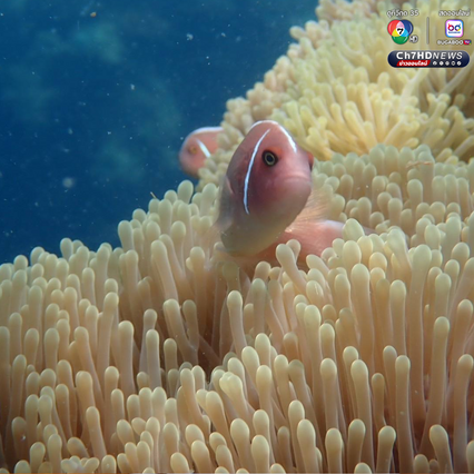 ปฏิบัติการกู้ชีพปะการัง เก็บกู้อวนผี รักษาบ้านสัตว์ทะเล