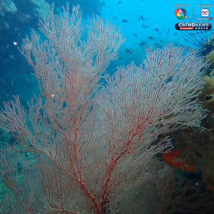 ปฏิบัติการกู้ชีพปะการัง เก็บกู้อวนผี รักษาบ้านสัตว์ทะเล