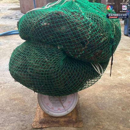 ปฏิบัติการกู้ชีพปะการัง เก็บกู้อวนผี รักษาบ้านสัตว์ทะเล