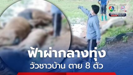 เศร้า! ฟ้าผ่ากลางทุ่ง วัวชาวบ้าน ตาย 8 ตัว