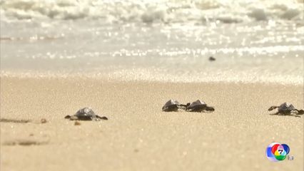 ชาวบราซิลช่วยลูกเต่าทะเลกลับสู่ธรรมชาติ เพื่อร่วมเฉลิมฉลองวันเต่าโลก