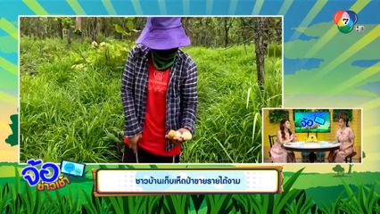 ชาวบ้านเก็บเห็ดป่าขายรายได้งาม