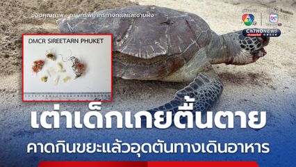 เต่าเด็กเกยตื้นตาย คาดกินขยะแล้วอุดตันทางเดินอาหาร