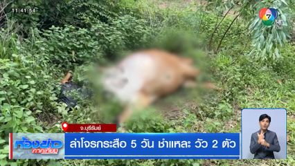 ล่าโจรกระสือ 5 วัน ชำแหละ วัว 2 ตัว จ.บุรีรัมย์