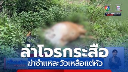 ล่าโจรกระสือ 5 วัน ชำแหละ วัว 2 ตัว จ.บุรีรัมย์