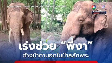 เร่งช่วย "พี่งา" ช้างป่าตาบอดในป่าสลักพระ