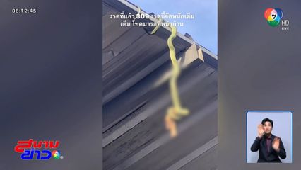 ส่องเลขงูเขียวพระอินทร์ รัดกินนกกระจอก